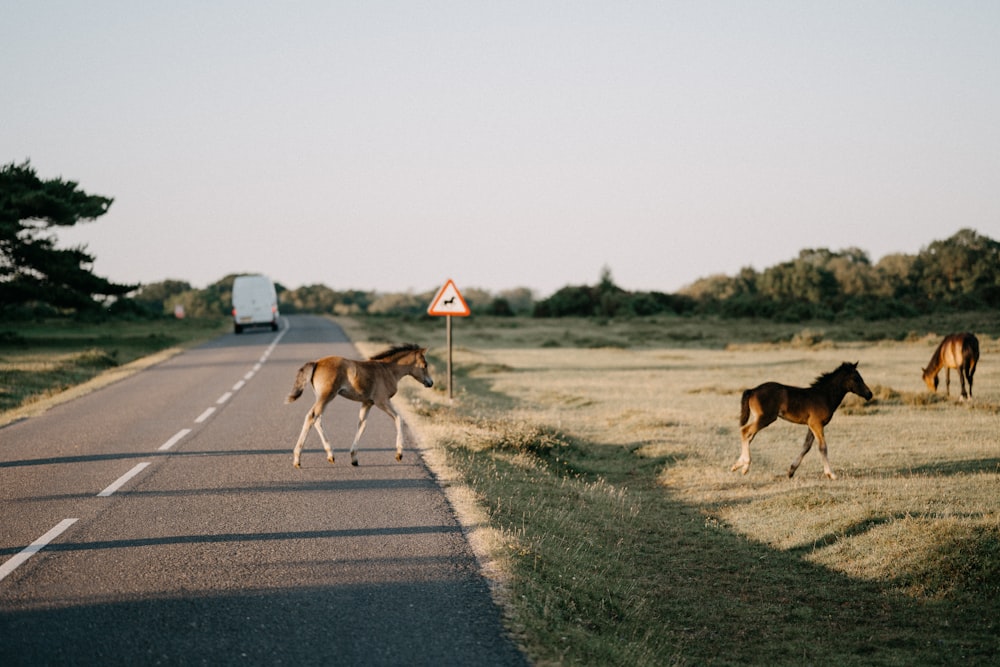 a herd of horses walking across a grass covered road