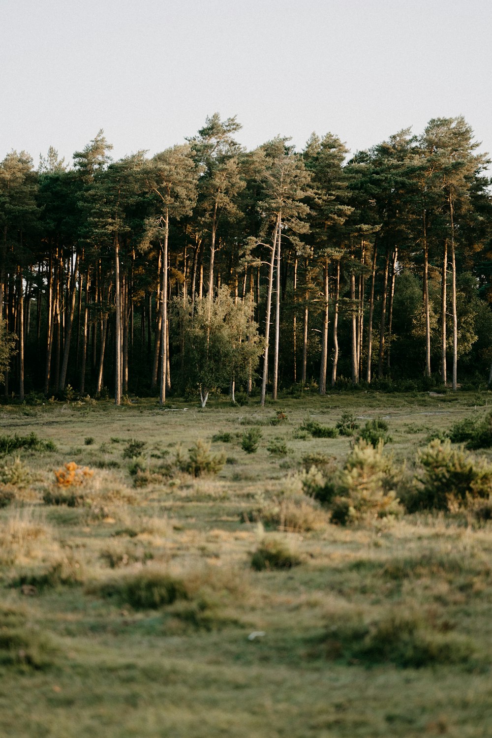 a grassy field with trees in the background