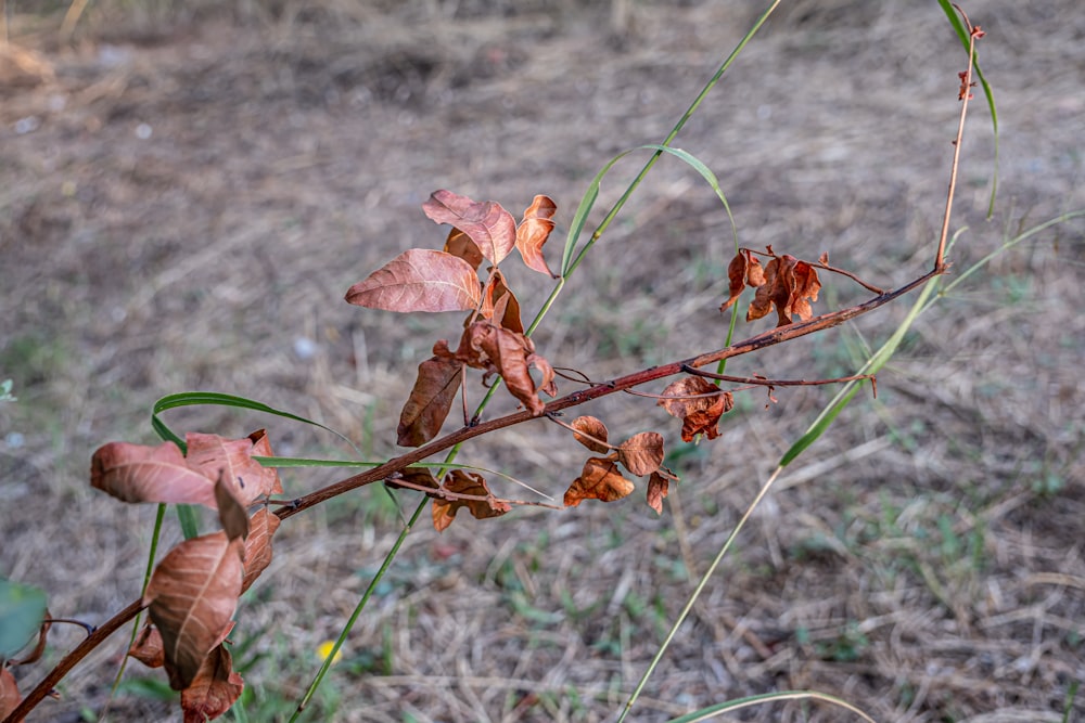 a plant with brown leaves in a field