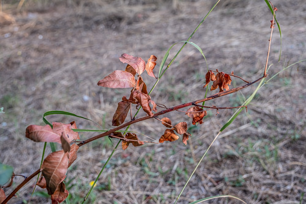une plante aux feuilles brunes dans un champ
