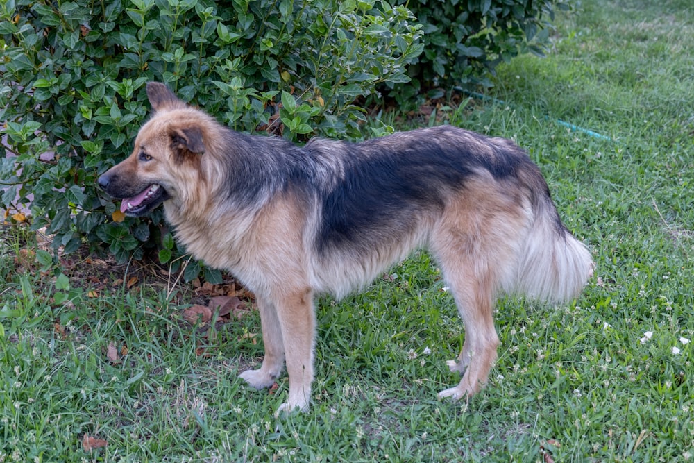 un cane in piedi nell'erba vicino a un cespuglio