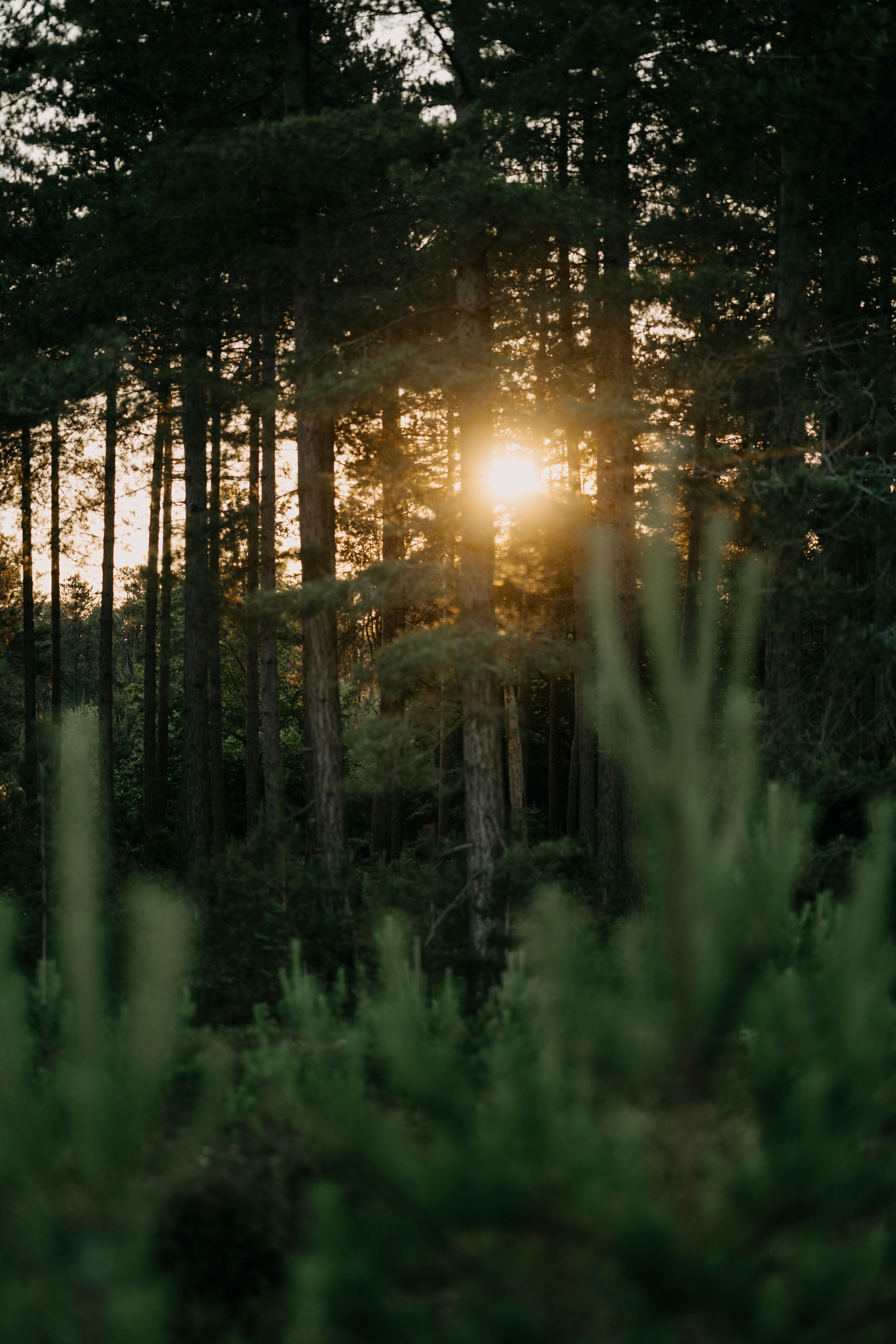 Imágenes de Bosque Del Amanecer | Descarga imágenes gratuitas en Unsplash, image size:3000x4500