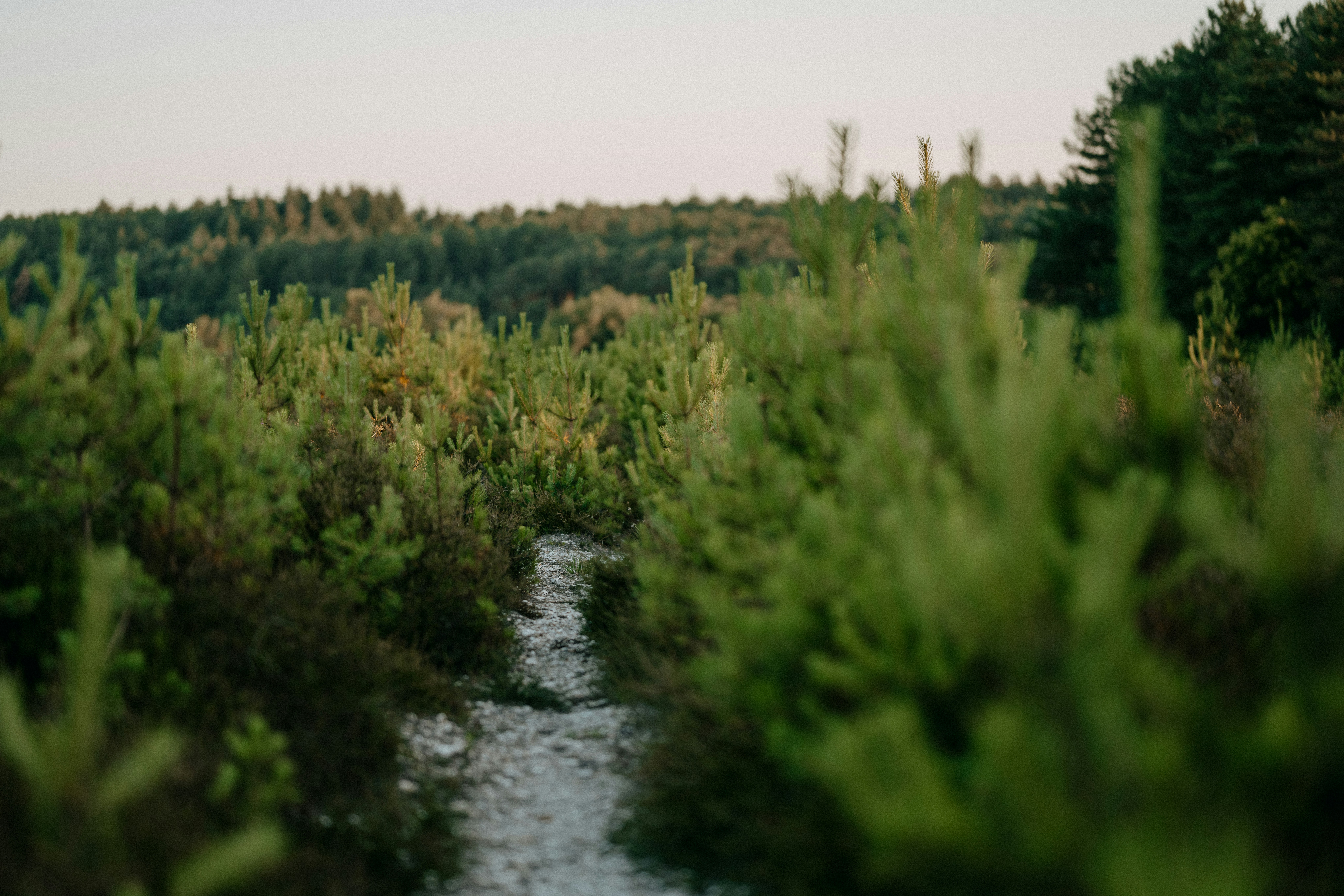 Photo by anniespratt