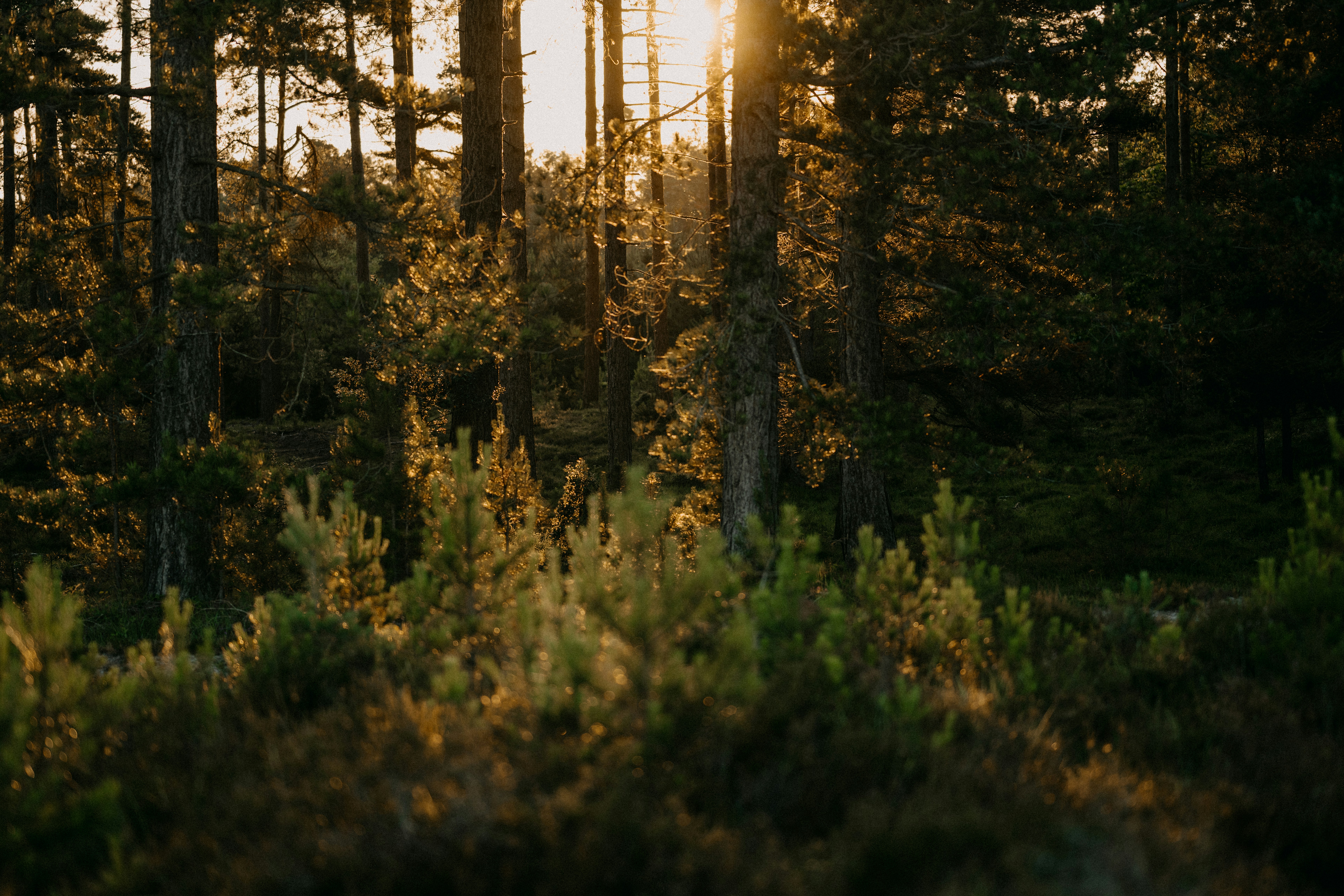 Photo by anniespratt