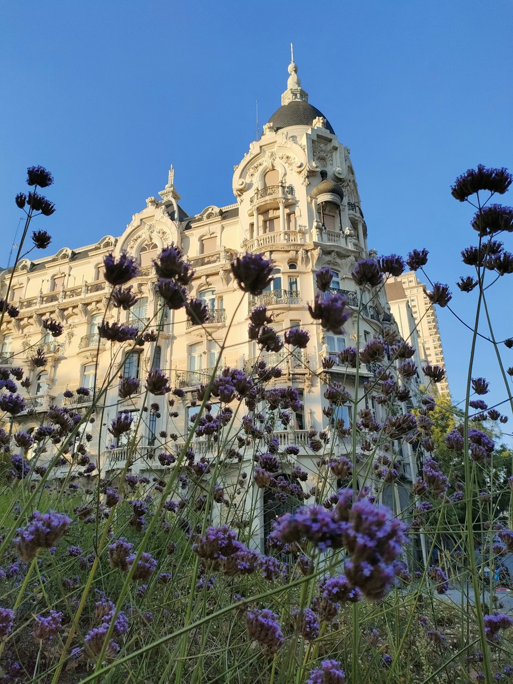 purple flowers in front of a tall building