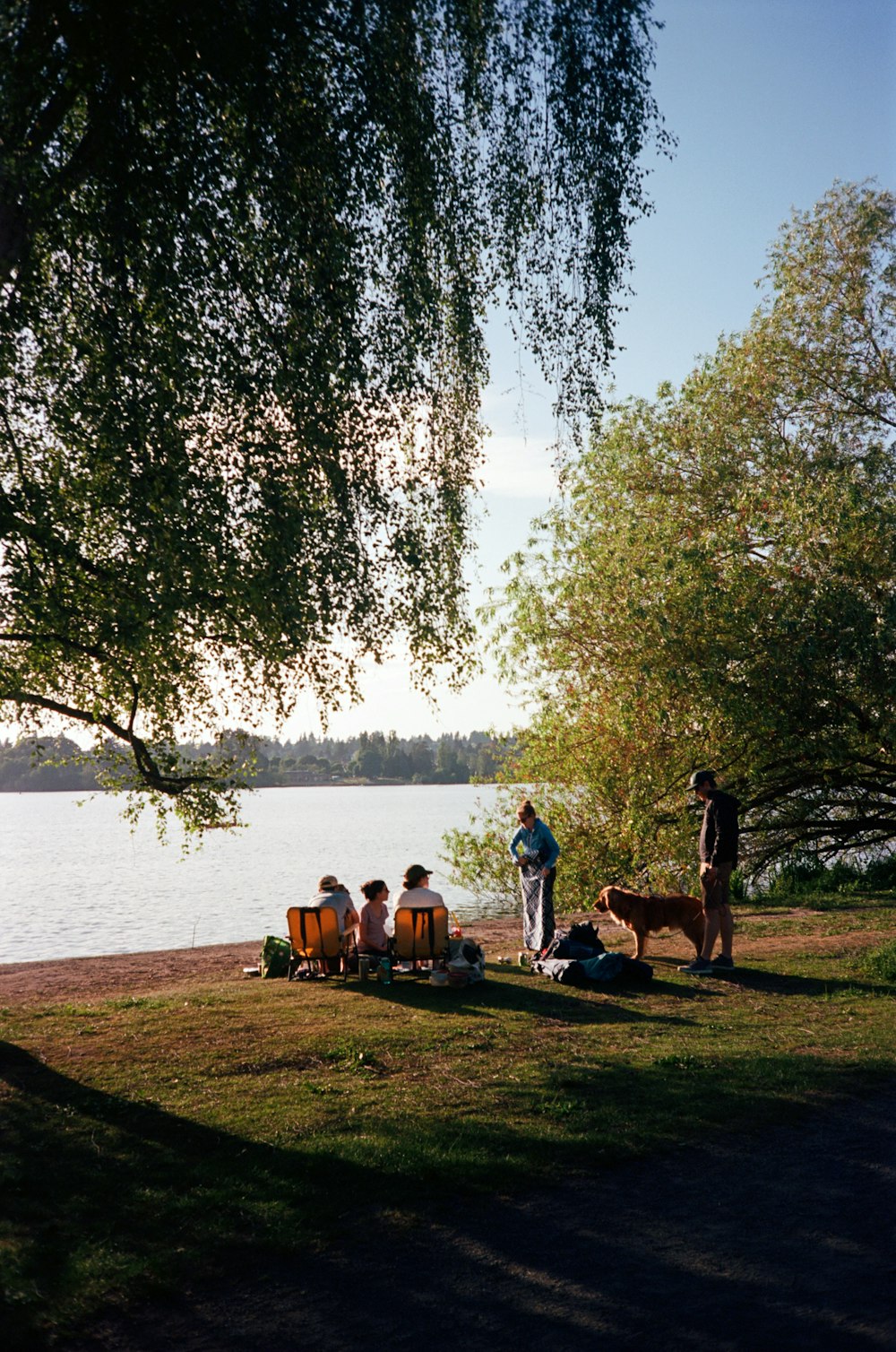 a group of people sitting under a tree next to a lake