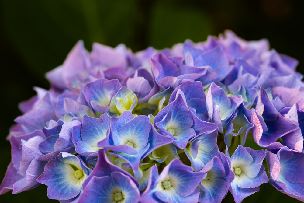 a close up of a purple and white flower