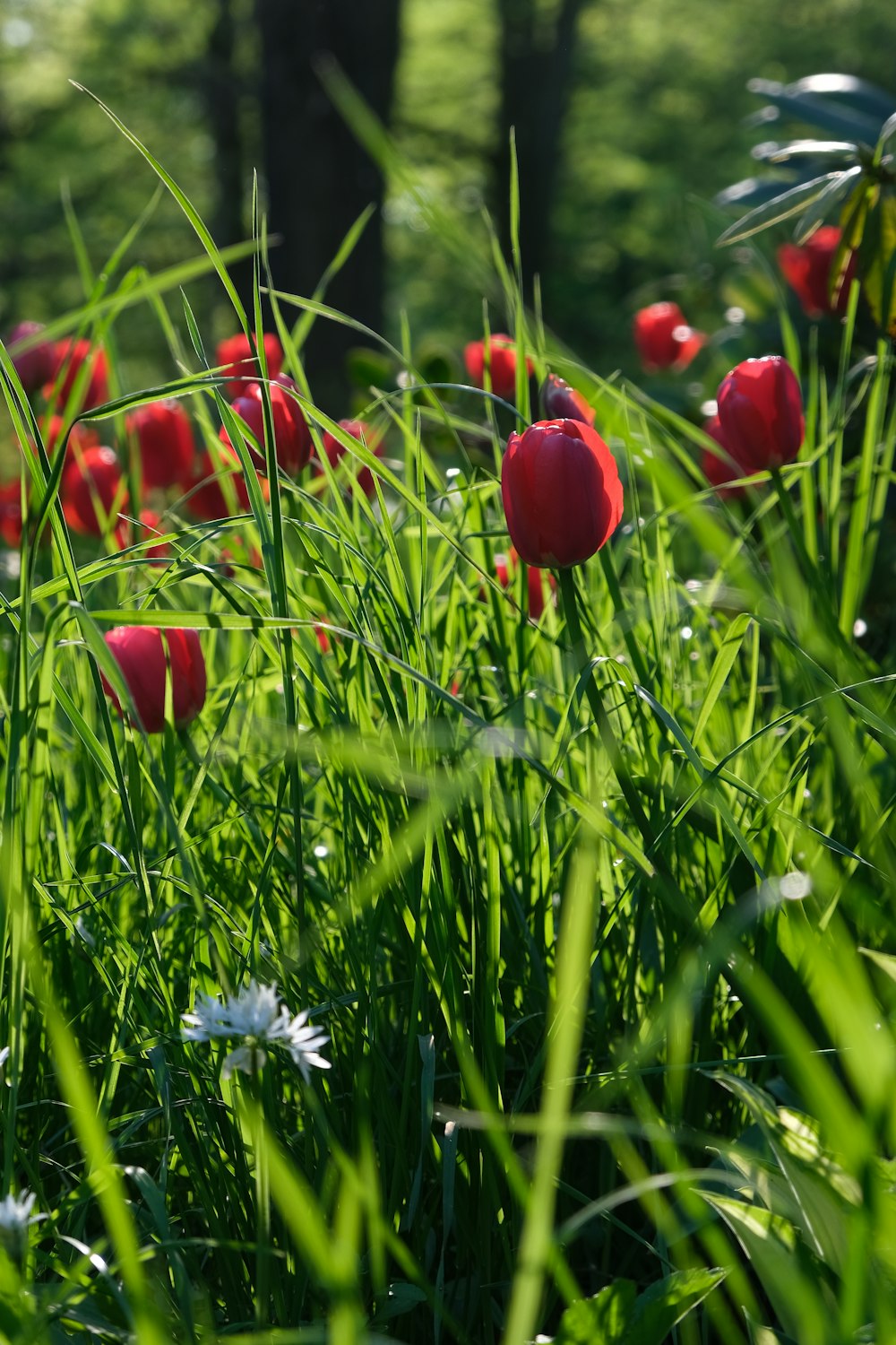 a bunch of red flowers that are in the grass