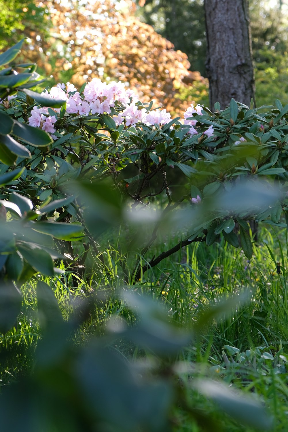 a bush with pink flowers in the middle of a forest