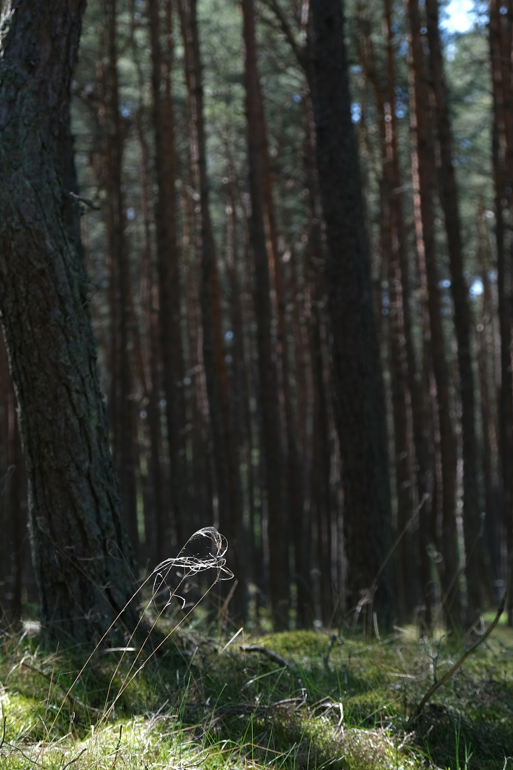 a white frisbee sitting on the ground in a forest