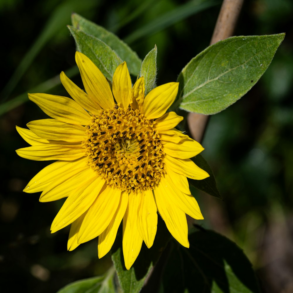 a yellow flower with green leaves in the background