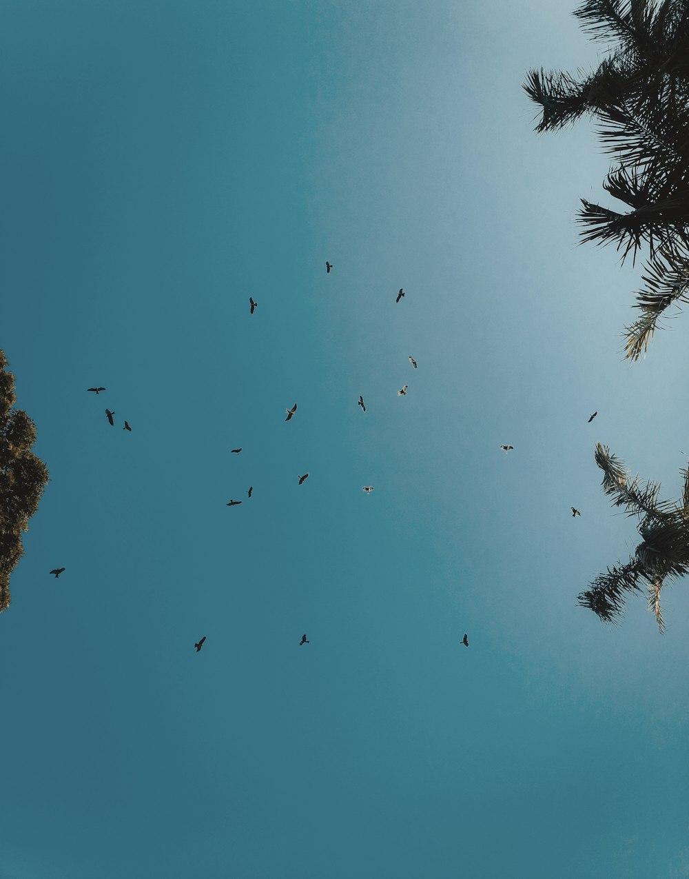 a flock of birds flying through a blue sky