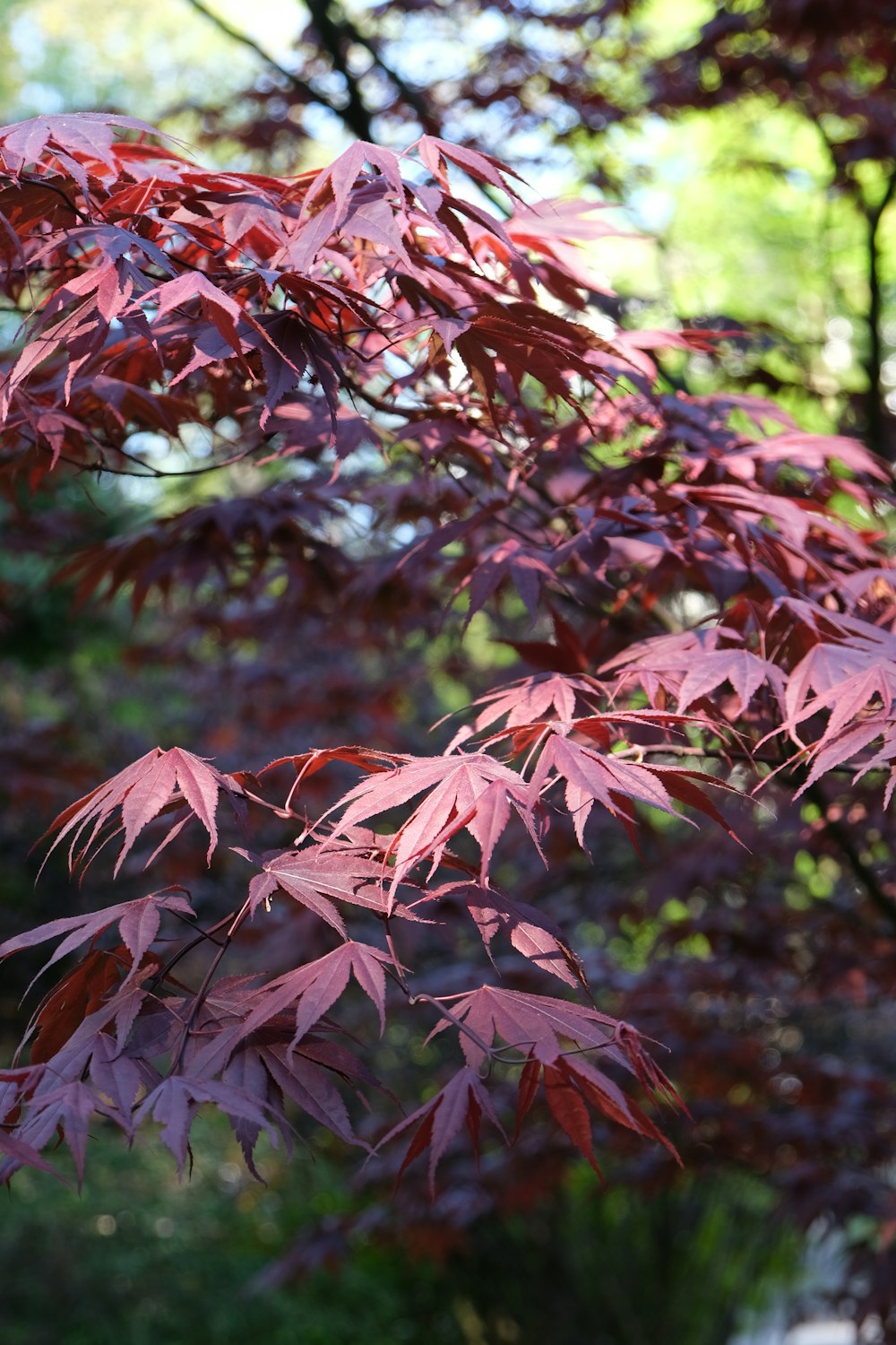 a close up of a tree with red leaves