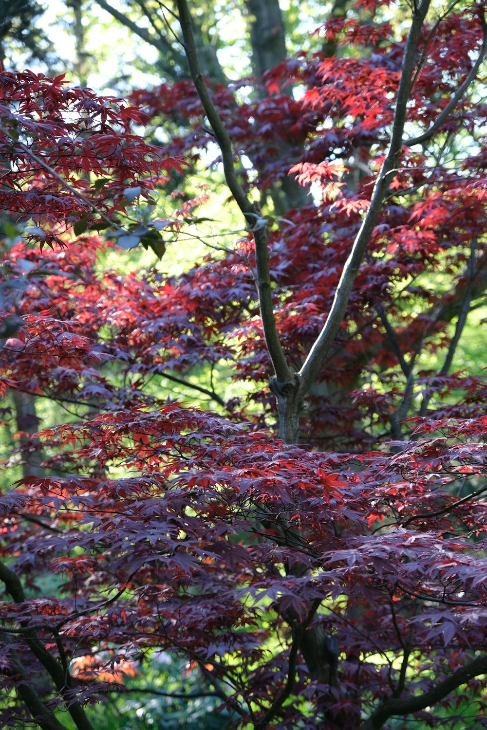 a tree with red leaves in a park