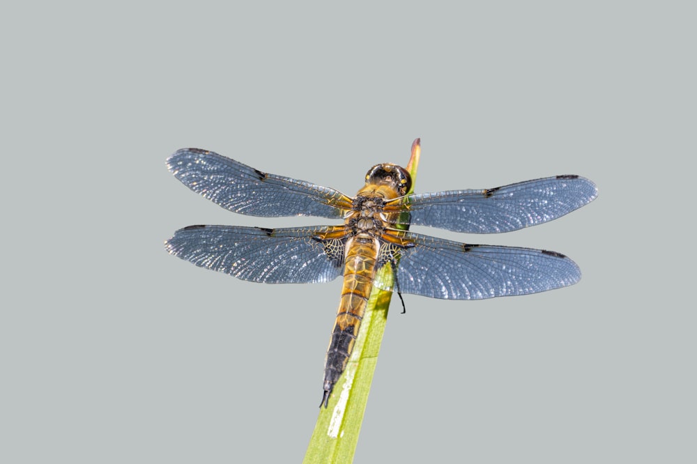 a blue dragonfly sitting on top of a green plant