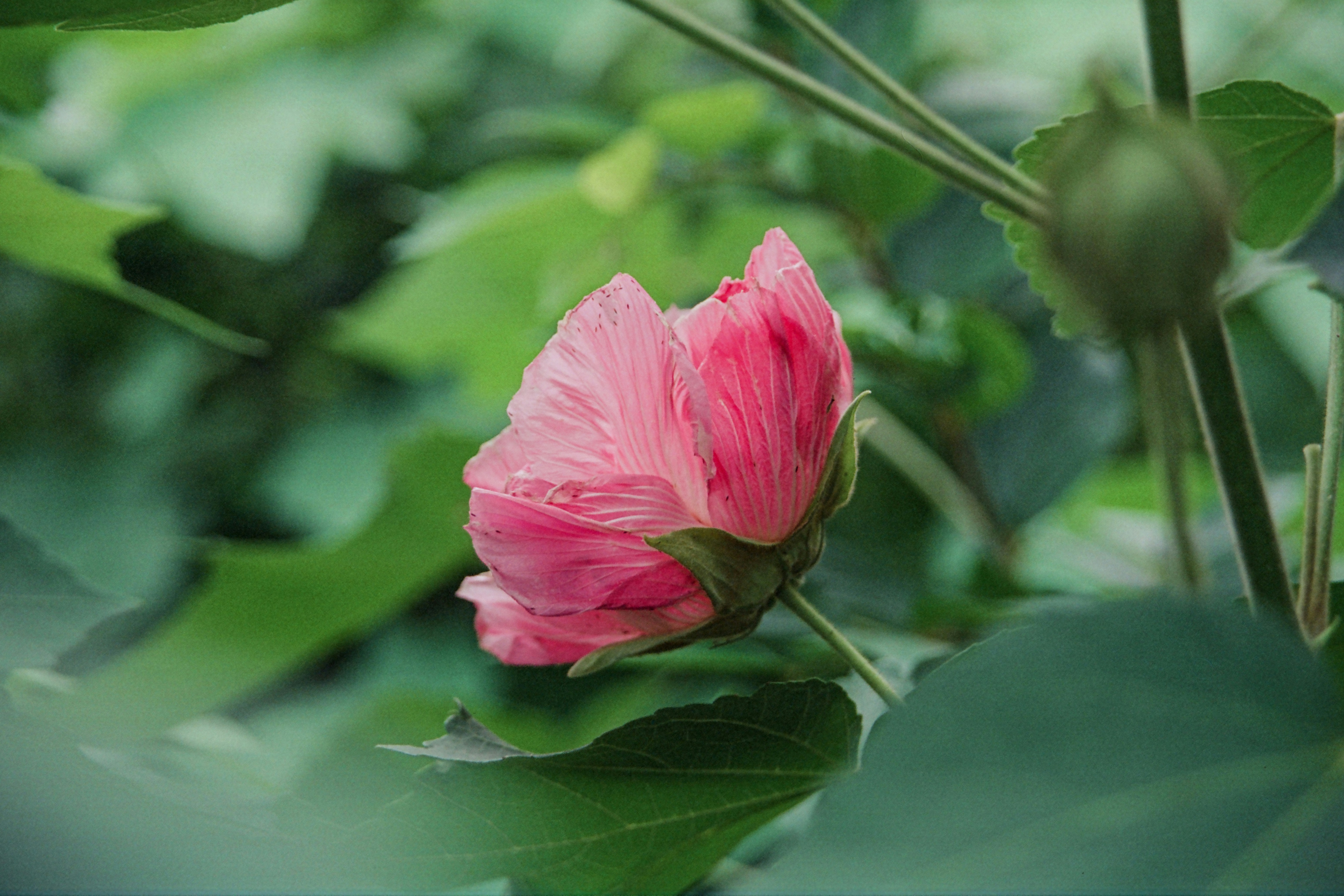 A pink flower with green leaves in the background photo – Free Flower ...
