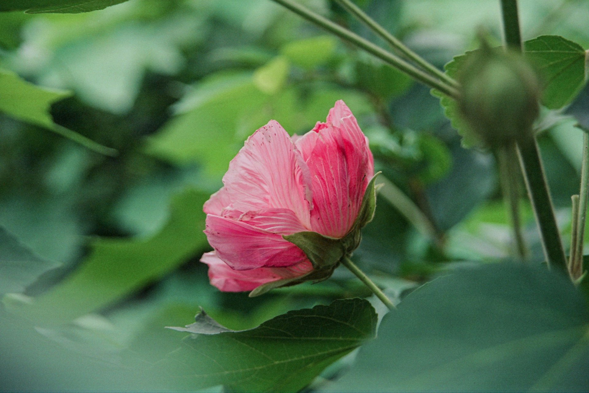 a pink flower with green leaves in the background