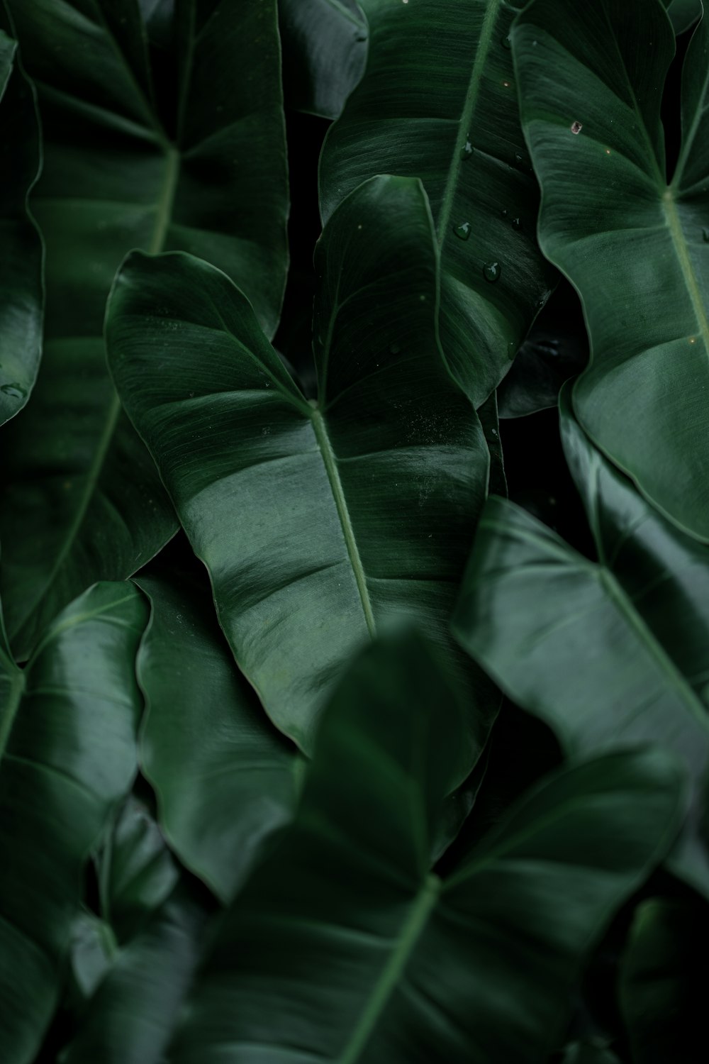 큰 녹색 잎이 많은 식물의 클로즈업