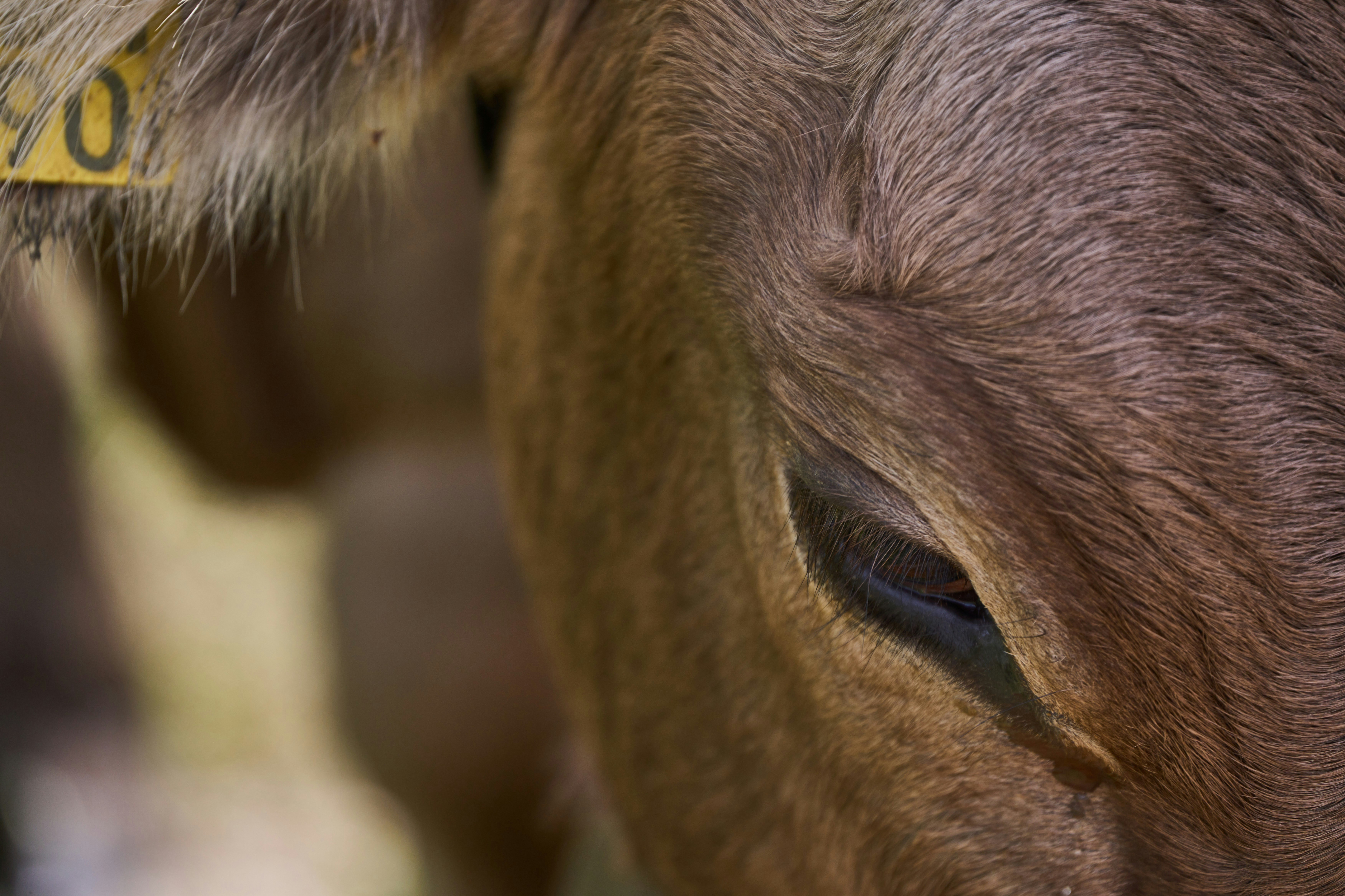 Photo by wolfgang_hasselmann