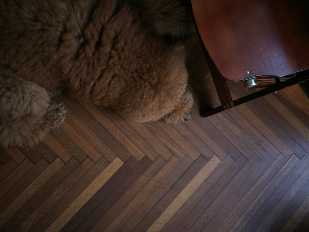 a dog laying on the floor next to a chair