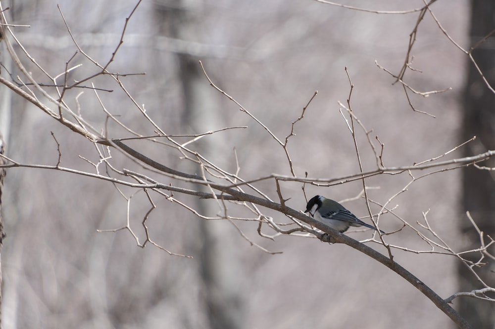 a small bird perched on a tree branch