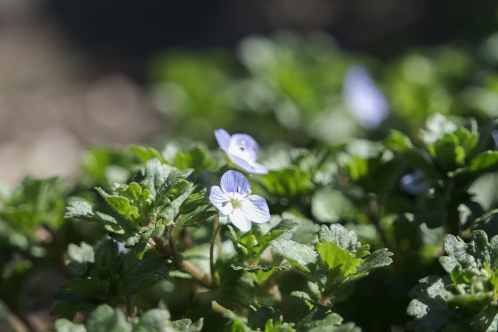 a close up of some blue flowers in a field