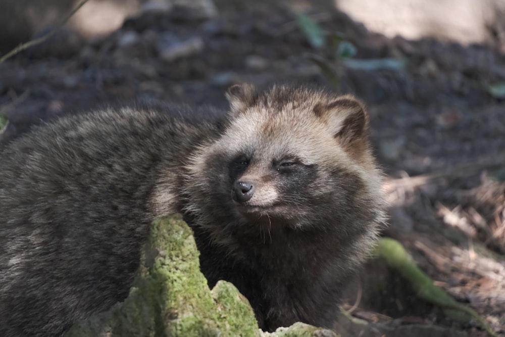 a close up of a small animal on a dirt ground