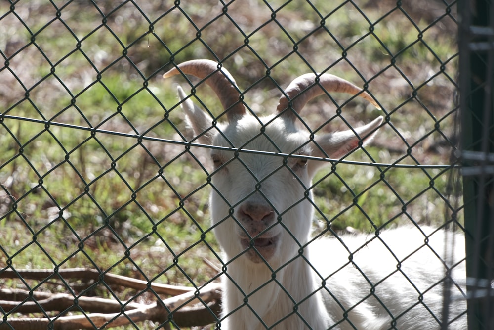 a white goat behind a chain link fence