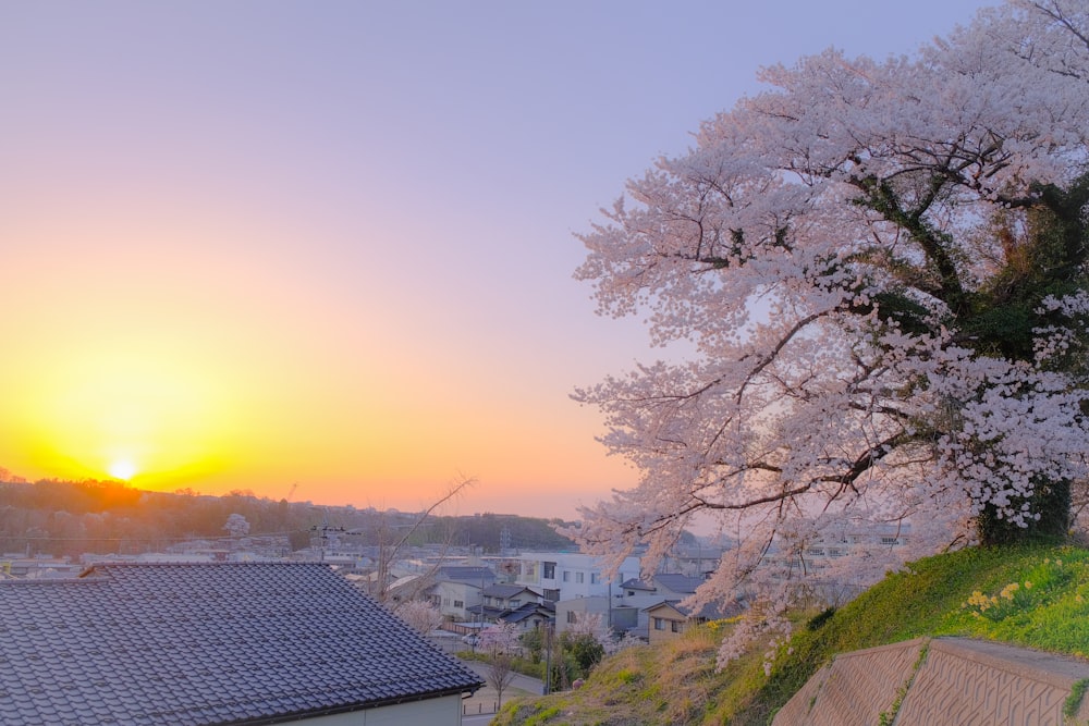 the sun is setting over a city with cherry blossom trees