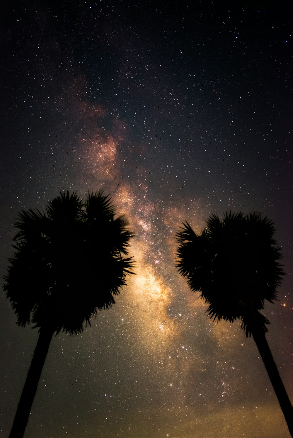 a couple of palm trees under a night sky