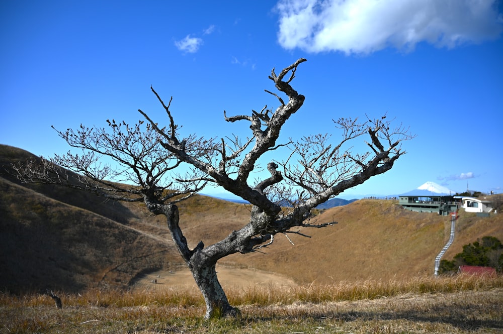 a bare tree on a hill with a house in the background