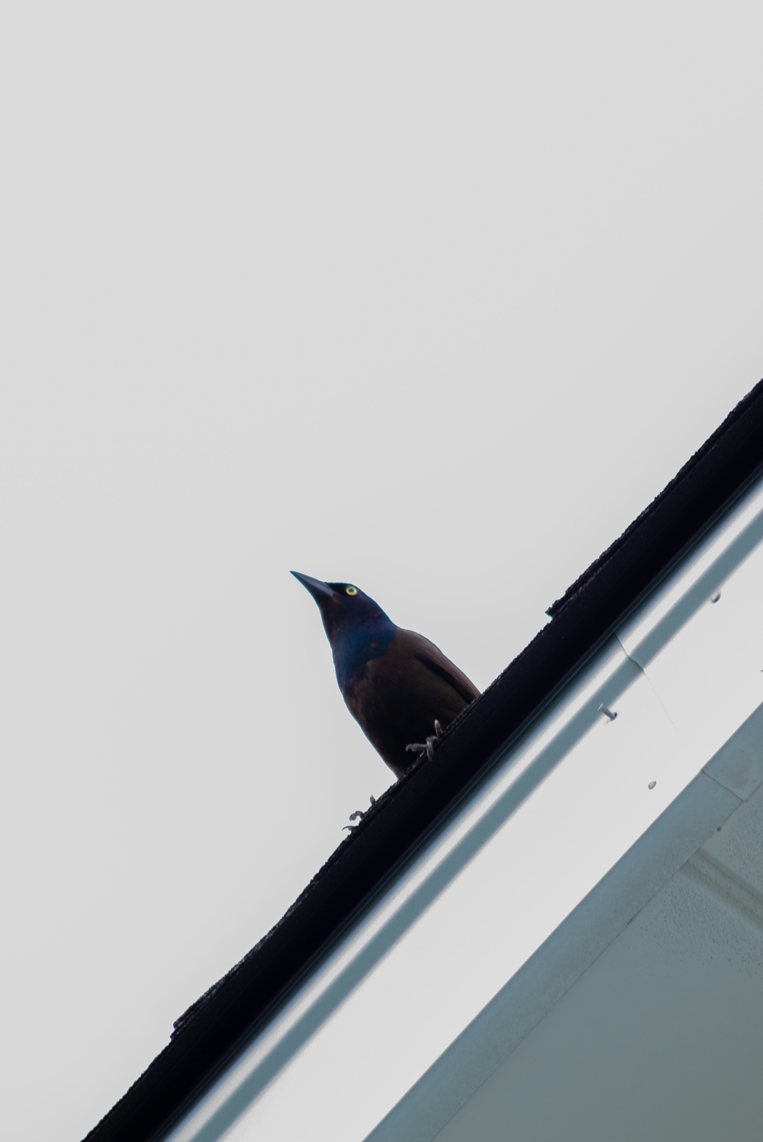 a small bird sitting on top of a roof