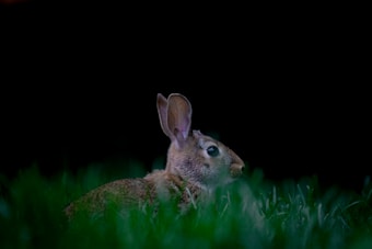 A small rabbit is nestled in lush green grass, with dim lighting that creates a serene and natural setting. The background is dark, highlighting the rabbit's fur and ears.