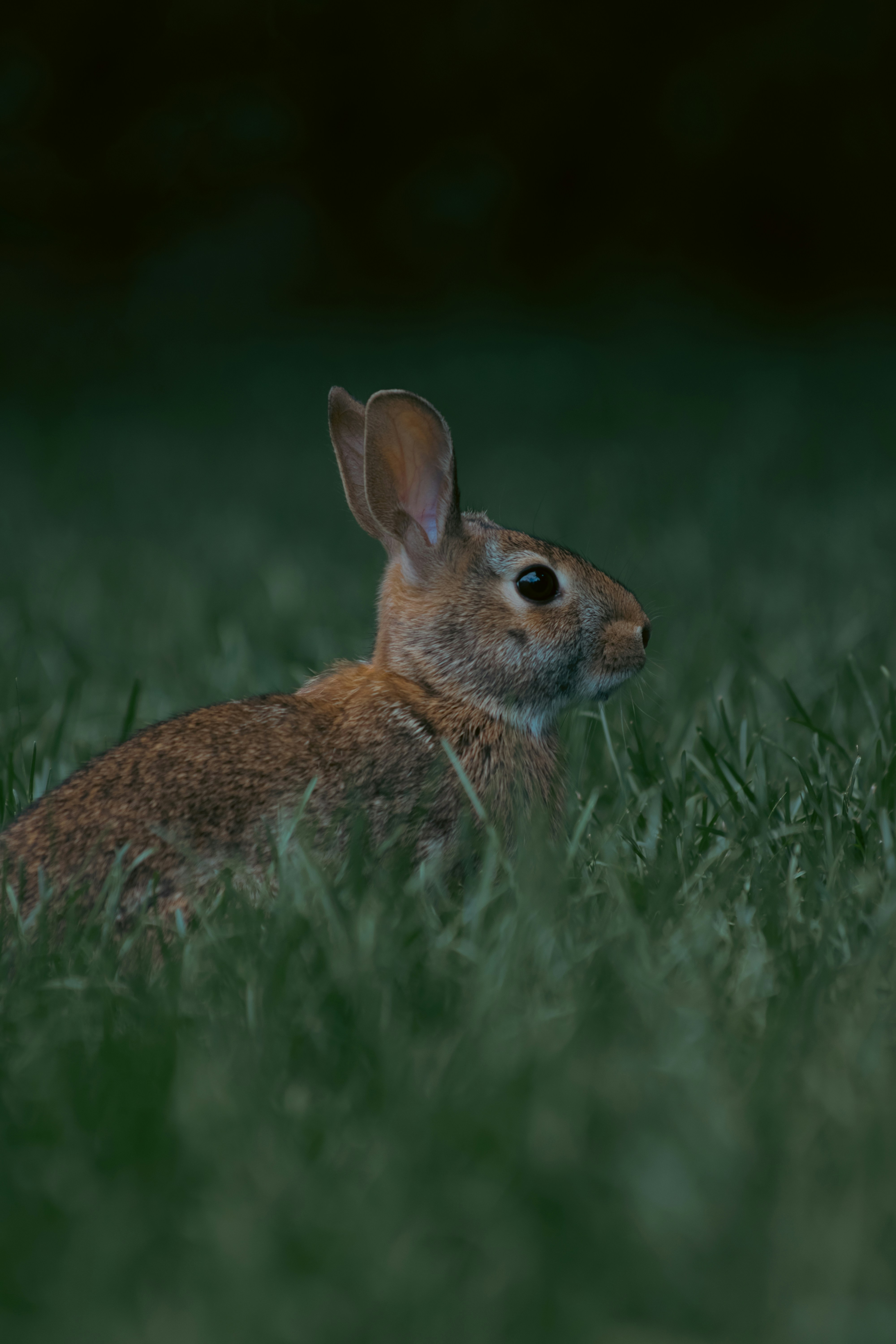 Photo by sinabahar76