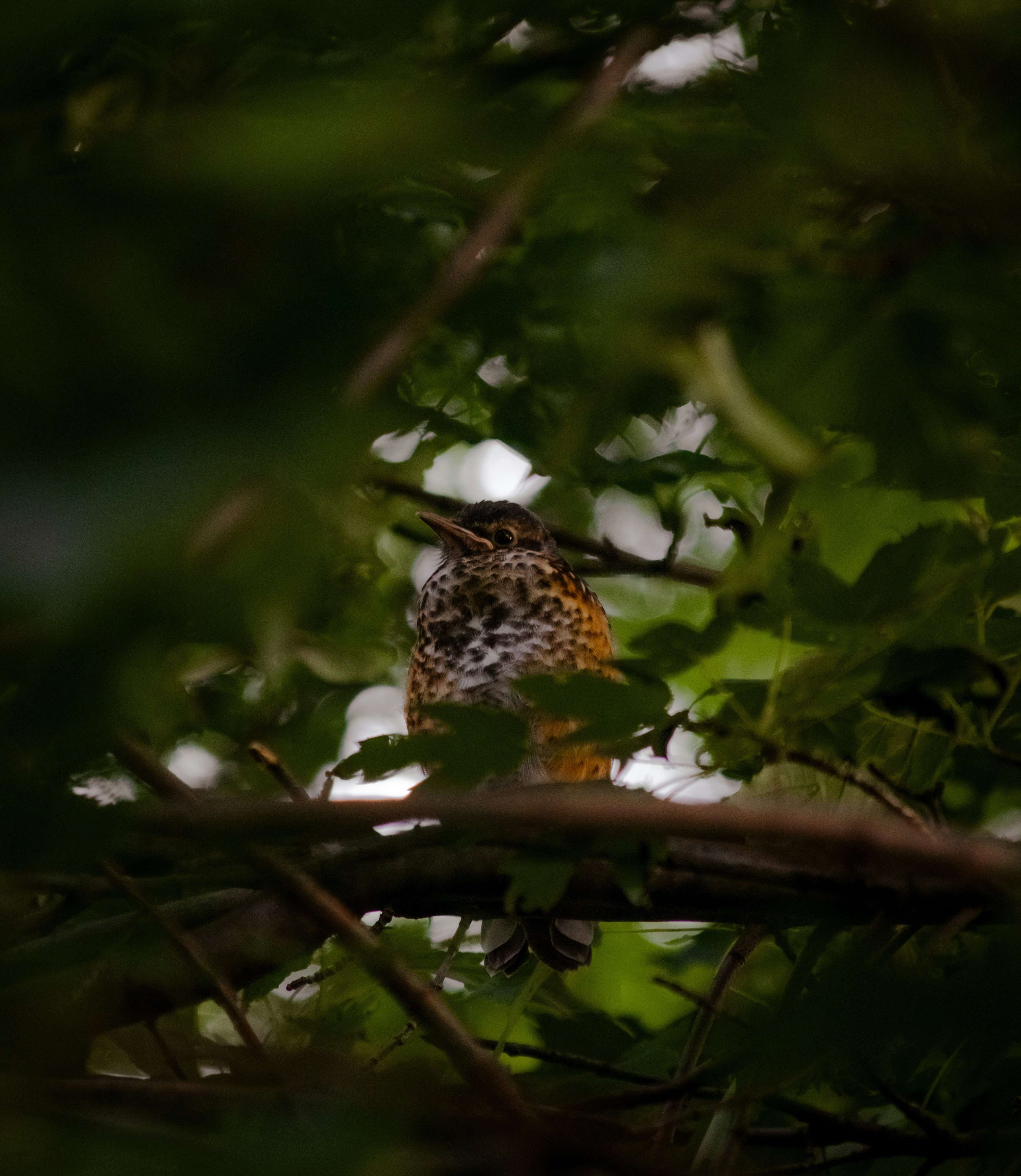 Photo by sinabahar76