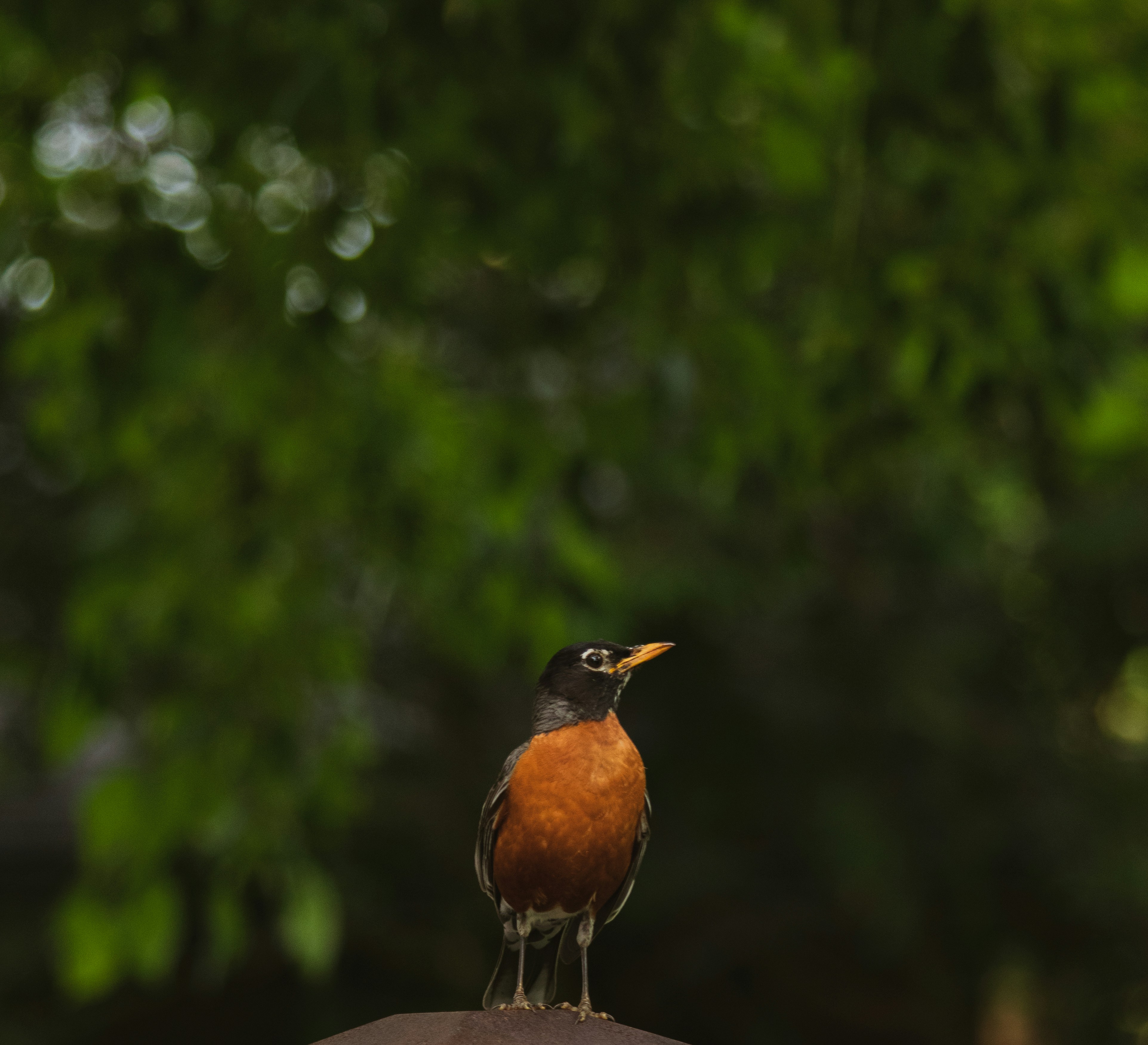 Photo by sinabahar76