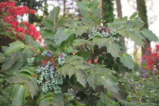 Tropical mango and berry blend phenotype of Blue Mango F2 × Blue Bubblegum displayed against a soft, blurred background.