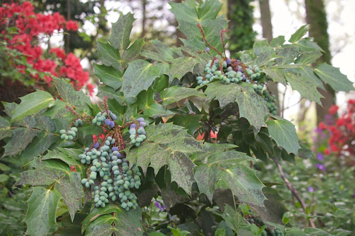 Tropical mango and berry blend phenotype of Blue Mango F2 × Blue Bubblegum displayed against a soft, blurred background.