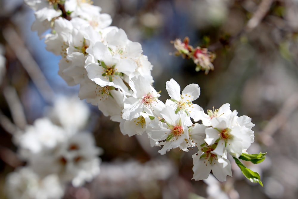 a branch of a tree with white flowers