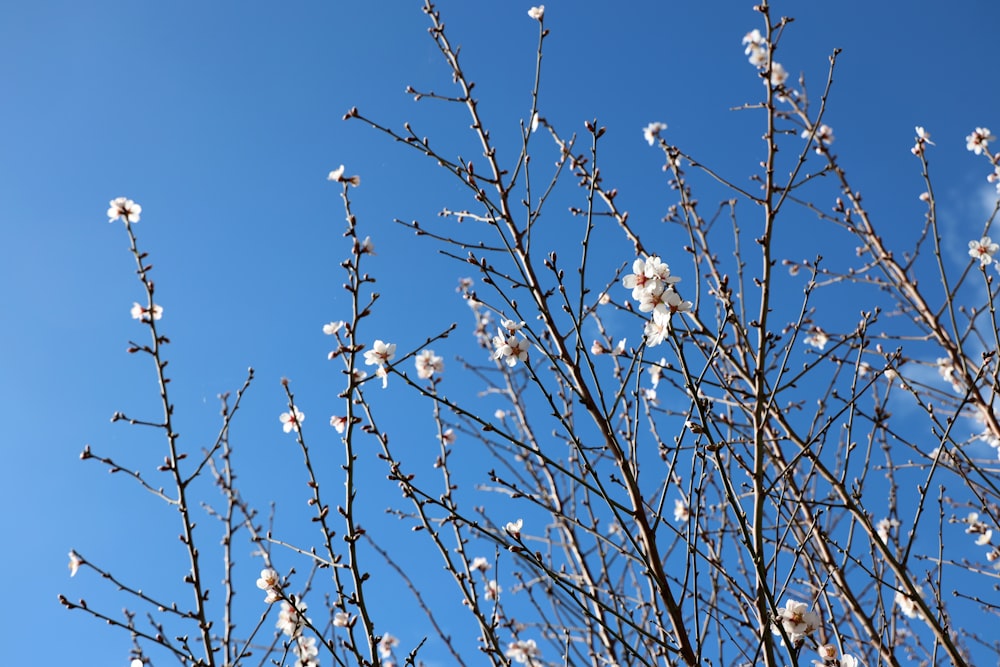 the branches of a tree with white flowers against a blue sky