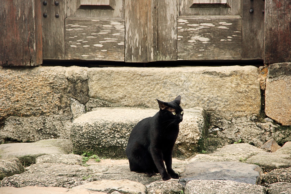 a black cat sitting on some rocks near a door