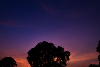 The image depicts a silhouette of trees against a vibrant sunset sky, with deep blue and purple hues gradually transitioning into warm oranges and pinks near the horizon.