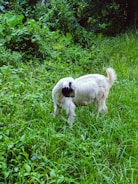 A happy goat in a lush farm environment.