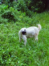 A white goat with black markings on its face stands in a lush, green field of grass. Surrounding the goat are dense bushes and trees, creating a natural and tranquil environment.