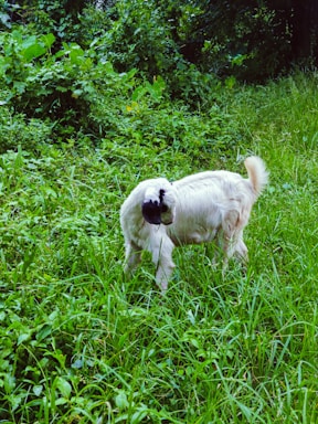 A white goat with black markings on its face stands in a lush, green field of grass. Surrounding the goat are dense bushes and trees, creating a natural and tranquil environment.