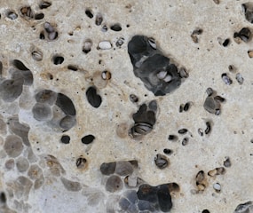 A close-up view of a porous rock surface with multiple small holes, some of which contain tiny seashells and marine debris. The texture is rough and uneven, with a mix of dark and light gray tones visible throughout.