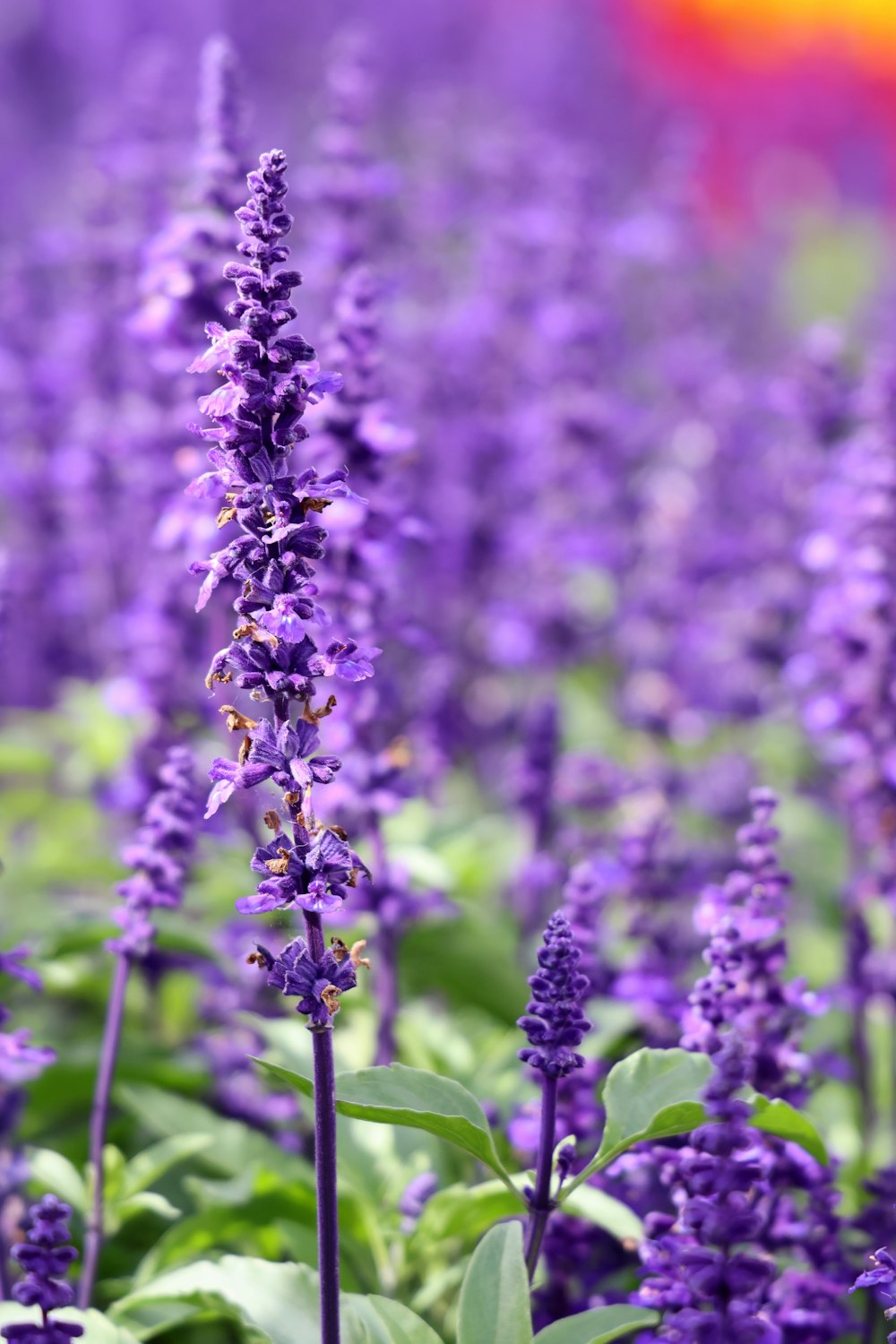 a field of purple flowers with green leaves