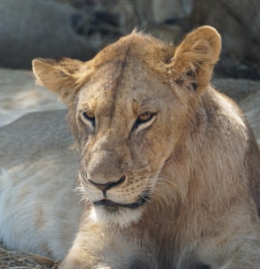 A close-up of a lion resting under a tree.