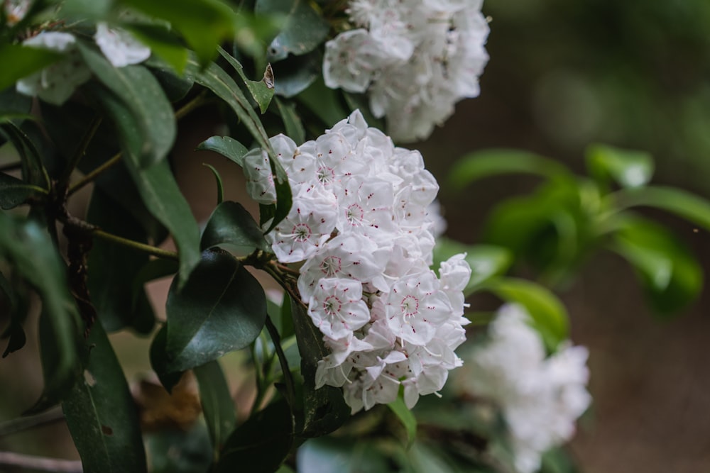 a close up of a bunch of white flowers