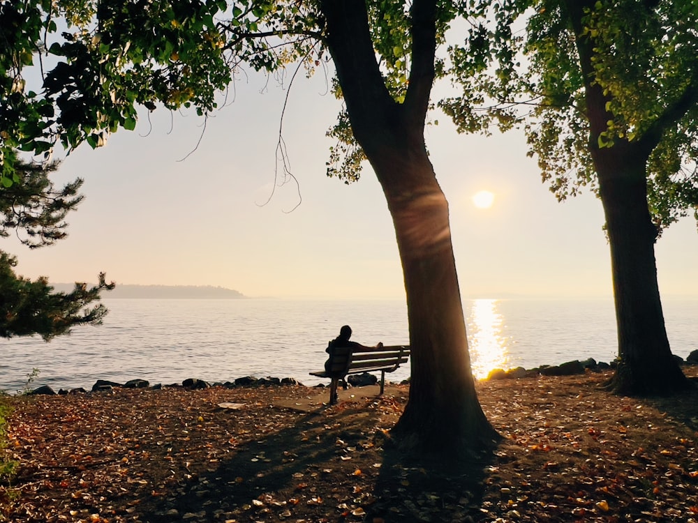 a person sitting on a bench near a tree